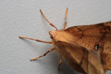 cyclophora moth insect macro photo	
