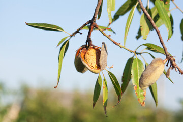 Almond fruits on a tree in the garden.