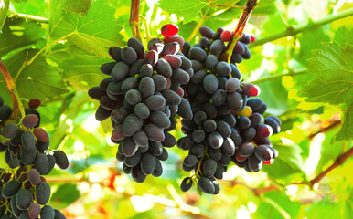 Large bunches of grapes in the vineyard. Caring for grape bushes. Pinching and pruning grapes.