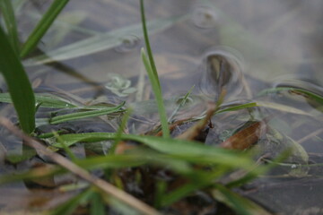 frog in the pond