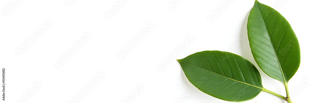 Poster eucalyptus leaves are selectively focused against a white background for use in botanical plant coll