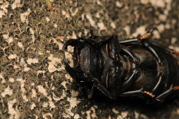 black lesser stag beetle macro photo	