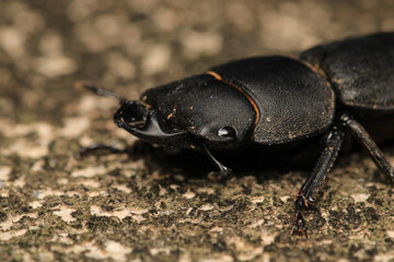 black lesser stag beetle macro photo	