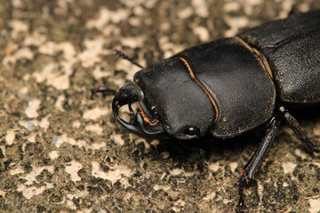 black lesser stag beetle macro photo	