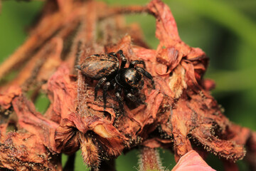 little jumping spider macro photo	