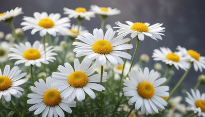 Fototapeta premium Softly blooming chamomile flowers in a dreamy abstract composition, wildflower meadow, botanical art, abstract flowers