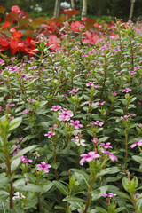 Naklejka premium ニチニチソウとベゴニアの花 Catharanthus roseus and begonia flowers