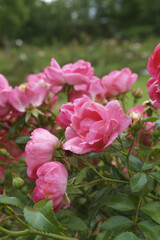 Obraz premium ピンクのバラの花々 Pink rose flowers
