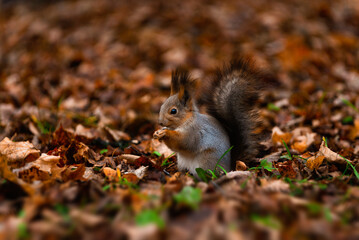 Portrait of a squirrel in an autumn forest. Real photo (Sciurus vulgaris).