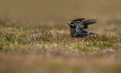 Sturnus Cineraceus on the ground preparing to fly over the grass