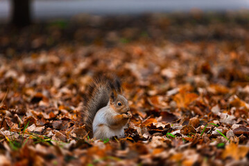 A small squirrel eats nuts in the autumn forest. Real photo (Sciurus vulgaris).