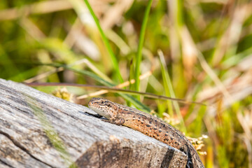 Sand lizard (Lacerta agilis) female, a popular species of lizard, a brown reptile lies on a tree trunk and basks in the sun.