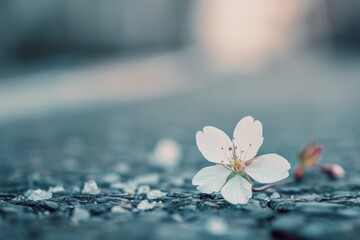 Blooming flower growing on crack street, asphalt plant, pavement sprout, flower on crack asphalt