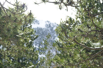 Winter walk in a pine forest: close-up photo of coniferous tree branches against a snowy mountain slope. Seasons in Orjen Nature Park, Montenegro: December landscape. Winter nature background.