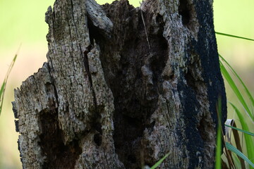 Black dry wood trunk on blur green background