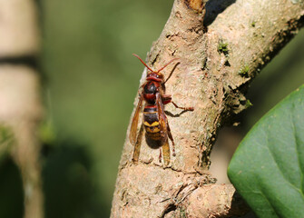 Hornisse - European hornet