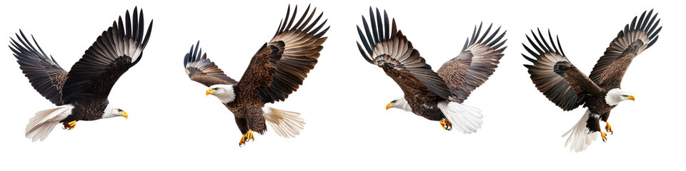 Obraz premium Majestic Bald Eagle Soaring High in the Sky with Outstretched Wings Capturing the Power and Grace of this Iconic American Bird of Prey in its Natural Habitat