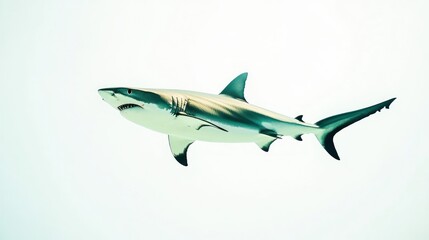 Shark swimming underwater, isolated on white.