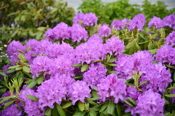 The beautiful countryside of Norway near Alesund and the grand panorama scenery of the great area.