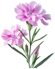 Beautiful Dianthus Flower Illustration -  Pink flower PNG