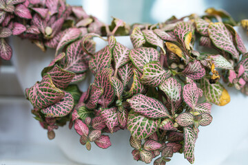 The closeup of Nerve plant or Fittonia albivenis which needs to be watered in a white flower pot on a windowsill
