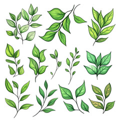 Collection of Green Leaves: Botanical Illustration