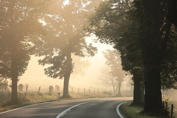 Country road through on a foggy autumn morning.