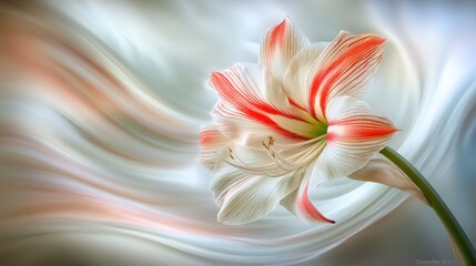 Red and white amaryllis flower on silk background.