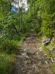 Obraz premium Hiking trail in the forest