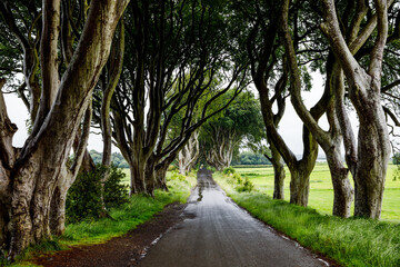 Spectacular Dark Hedges in County Antrim, Northern Ireland on cloudy foggy day. Avenue of beech trees along Bregagh Road between Armoy and Stranocum. Empty road without tourists