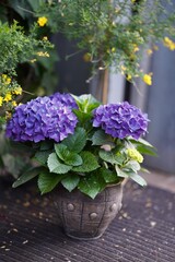 Purple hydrangea in a clay flower pot in the garden.