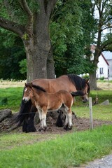 A horse and a foal stand near a tree in the animal pen.