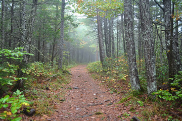 Fototapeta premium Morning fog envelops a serene forest path
