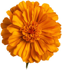 Marigold Flower isolated PNG - Tagetes Flower illustration
