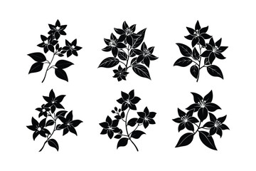 Jasminum sambac design, labeled silhouette, line art vector illustration. 
