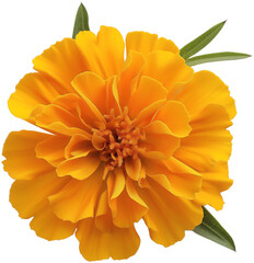 Marigold Flower isolated PNG - Tagetes Flower illustration
