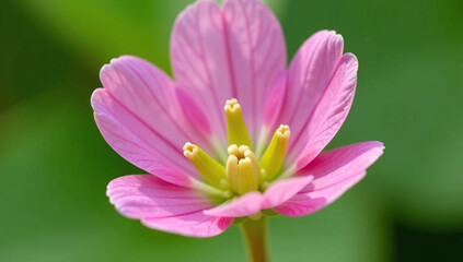 Obraz premium rheum australe blooms small delicate flowers stem