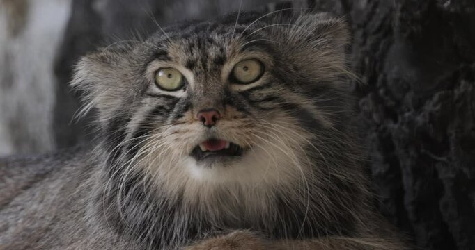 Pallas's cat (Otocolobus manul), also known as the manul, is a small wild cat with long and dense light grey fur, and rounded ears set low on the sides of the head.