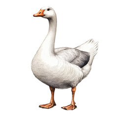 Obraz premium Majestic Domestic Goose: A Detailed Illustration