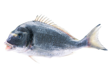 Fish dorado isolated on white