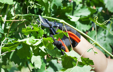 Large bunches of grapes in the vineyard. Caring for grape bushes. Pinching and pruning grapes.