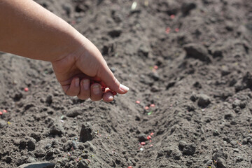 Sowing peas. Growing legumes in the garden