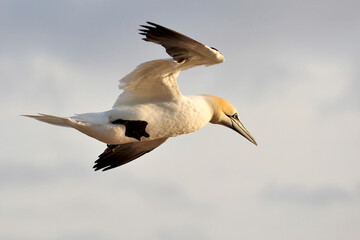 seagull in flight