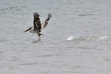 pelican in flight