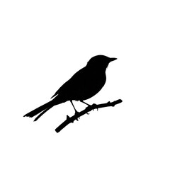 Obraz premium Silhouette of a Bird at Night