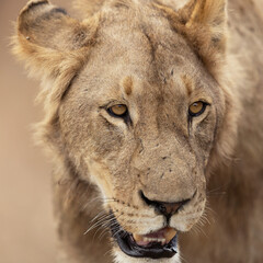 Fototapeta premium Young Male Lion close up