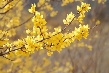 Winter jasmine blooming on branch in spring garden