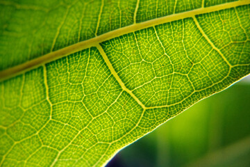 Green leaf blade in high magnification, clean air.
