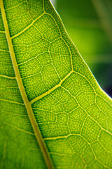 Green leaf blade in high magnification, clean air.
