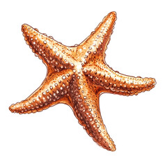 Starfish: A Detailed Illustration of an Orange Starfish